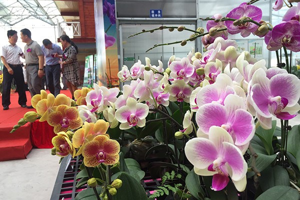 Executives stand beside butterfly orchids cultivated by Foshan Dingliang Phalaenopsis Industry Development Co Ltd in Guangdong province on Wednesday, when the company's seedings were exported to the US for the first time. (Photo/Xinhua) Executives stand beside butterfly orchids cultivated by Foshan Dingliang Phalaenopsis Industry Development Co Ltd in Guangdong province on Wednesday, when the company's seedings were exported to the US for the first time. (Photo/Xinhua)