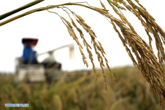 A farmer harvests rice in Mudian Village of Huai'an, east China's Jiangsu Province, Oct. 16, 2017. China's Ministry of Agriculture (MOA) Monday estimated that the country's grain output will surpass 600 million tonnes in 2017, indicating another year of bumper harvest. (Xinhua/Zhou Haijun) A farmer harvests rice in Mudian Village of Huai'an, east China's Jiangsu Province, Oct. 16, 2017. China's Ministry of Agriculture (MOA) Monday estimated that the country's grain output will surpass 600 million tonnes in 2017, indicating another year of bumper harvest. (Xinhua/Zhou Haijun)