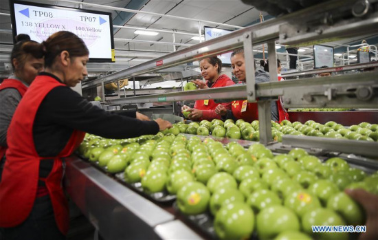 Workers put granny smith apples into trays on a packing line at a packing house of Auvil Fruit Company in Wenatchee, Washington State, the United States, on Nov. 3, 2017. (Xinhua/Wang Ying) Workers put granny smith apples into trays on a packing line at a packing house of Auvil Fruit Company in Wenatchee, Washington State, the United States, on Nov. 3, 2017. (Xinhua/Wang Ying)