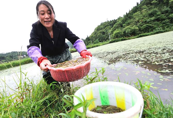 illager Li Fengtao harvests water shield in Shizhu, a county of Chongqing. The plant, seen as both a vegetable and an herb in China, has helped lift her family out of poverty. (Photo/Xinhua) illager Li Fengtao harvests water shield in Shizhu, a county of Chongqing. The plant, seen as both a vegetable and an herb in China, has helped lift her family out of poverty. (Photo/Xinhua)