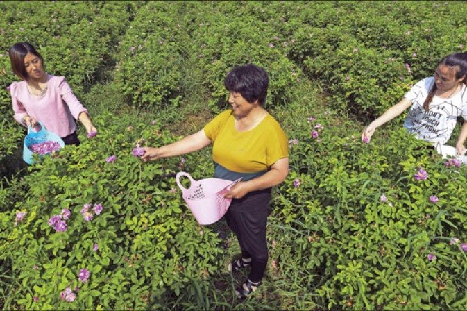 Villagers work at a rose farm in a modern agriculture demonstration zone in Yongqing county, Hebei Province. (Photo/Xinhua) Villagers work at a rose farm in a modern agriculture demonstration zone in Yongqing county, Hebei Province. (Photo/Xinhua)