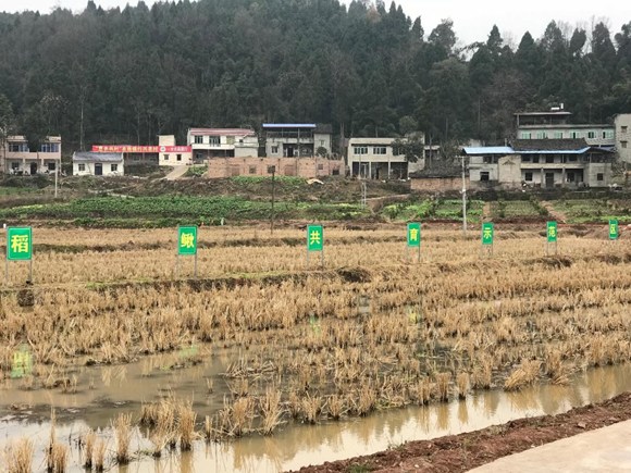 Organic rice fields where loaches get to work. (Photo/CGTN) Organic rice fields where loaches get to work. (Photo/CGTN)