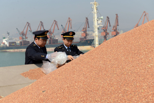 Inspectors check sorghum imported from the United States at Rizhao Port, Shandong province. (Photo: China News Service/Zhu Yuanli) Inspectors check sorghum imported from the United States at Rizhao Port, Shandong province. (Photo: China News Service/Zhu Yuanli)