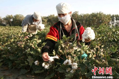 Workers start picking cotton on August 27 at farms run by the Xinjiang Production and Construction Corps near Korla City, capital of the Bayingolin Mongol Autonomous Prefecture. 