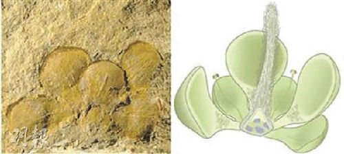 Type specimen of Euanthus panii (L) and its reconstruction picture. (Photo/Mingpao Daily) Type specimen of Euanthus panii (L) and its reconstruction picture. (Photo/Mingpao Daily)