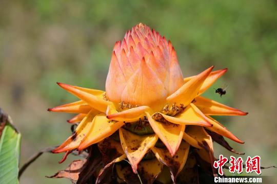 Rare flower ensete lasiocarpum. (Photo/Chinanews.com) Rare flower ensete lasiocarpum. (Photo/Chinanews.com)