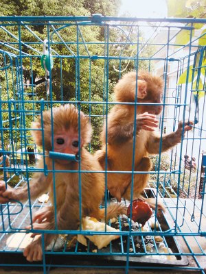 Sunda slow loris are seen in a cage. Forestry police in Shaanxi province have busted a group smuggling endangered species, and most of the more than 140 suspects are college students. (Photo/Xi'an Evening Paper) Sunda slow loris are seen in a cage. Forestry police in Shaanxi province have busted a group smuggling endangered species, and most of the more than 140 suspects are college students. (Photo/Xi'an Evening Paper)