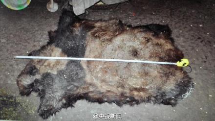 A piece of panda skin. Police in southwest China's Yunnan province have detained 10 suspects involved in killing a giant panda and selling its meat. (Photo/Screenshot from CCTV) A piece of panda skin. Police in southwest China's Yunnan province have detained 10 suspects involved in killing a giant panda and selling its meat. (Photo/Screenshot from CCTV)