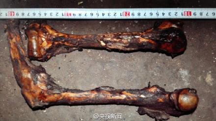 Panda bones. Police in southwest China's Yunnan province have detained 10 suspects involved in killing a giant panda and selling its meat. (Photo/Screenshot from CCTV) Panda bones. Police in southwest China's Yunnan province have detained 10 suspects involved in killing a giant panda and selling its meat. (Photo/Screenshot from CCTV)
