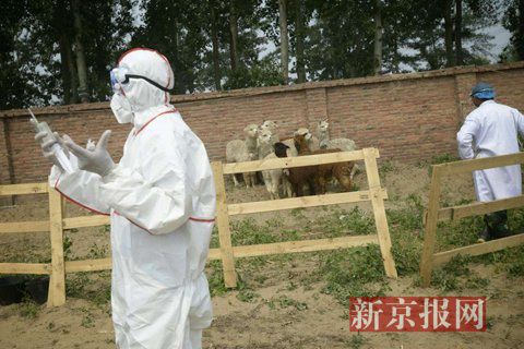 Medical staff prepare to inject 
