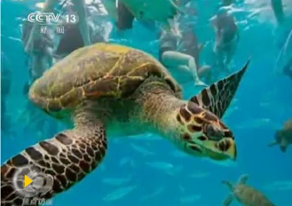 This screenshot shows a big hawksbill sea turtle. (Screenshot from CCTV) This screenshot shows a big hawksbill sea turtle. (Screenshot from CCTV)