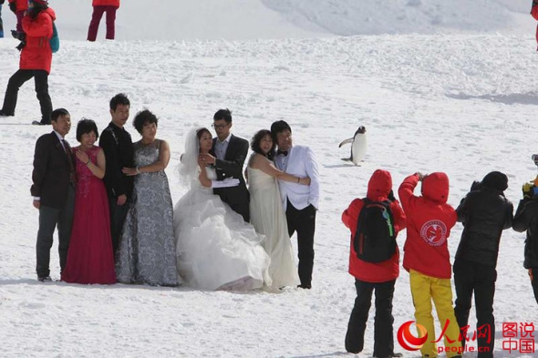 Chinese tourists shoot wedding photos in Antarctica. (File photo/people.cn) Chinese tourists shoot wedding photos in Antarctica. (File photo/people.cn)