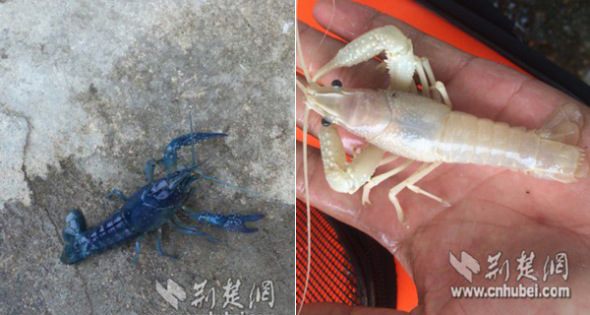 This combo photo shows two crayfish, one blue and the other white, found in Hubei province. (Photo/cnhubei.com) This combo photo shows two crayfish, one blue and the other white, found in Hubei province. (Photo/cnhubei.com)
