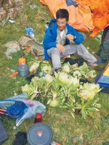 A traveler sits beside the snow lotus picked on Tianshan Mountain in Xinjiang. (Photo provided by a netizen at an online forum) A traveler sits beside the snow lotus picked on Tianshan Mountain in Xinjiang. (Photo provided by a netizen at an online forum)