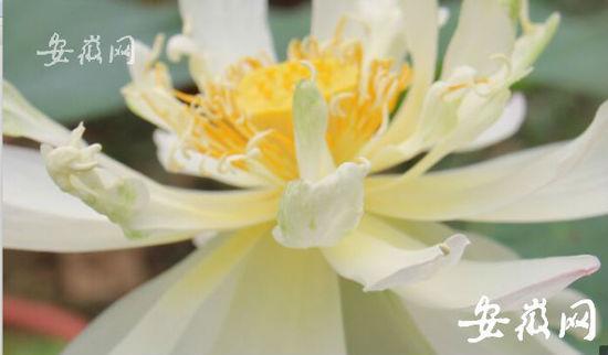 A 600-year-old lotus flower blossoms on Sunday and is on display at an exhibition along with more than 3,000 other lotuses at Hefei Botanical Garden in Anhui province. (Photo/www.ahwang.cn) A 600-year-old lotus flower blossoms on Sunday and is on display at an exhibition along with more than 3,000 other lotuses at Hefei Botanical Garden in Anhui province. (Photo/www.ahwang.cn)