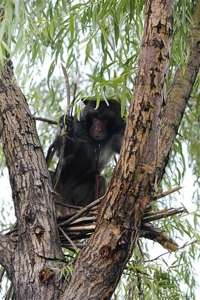 A macaque dismantles a bird nest in a tree. (Photo/Beijing News) A macaque dismantles a bird nest in a tree. (Photo/Beijing News)