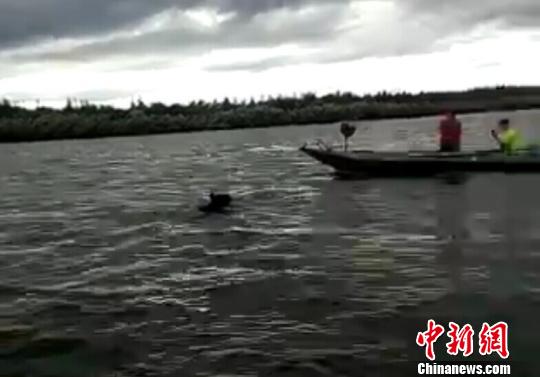 A bear swims in waters in Heilongjiang province near China-Russia border, Aug 27, 2015. (Photo provided by local police) A bear swims in waters in Heilongjiang province near China-Russia border, Aug 27, 2015. (Photo provided by local police)