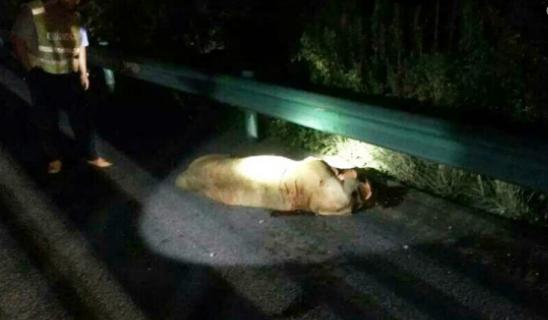 The police shot a lion roaming along a highway on Sept. 7. The female lion was about 1.5 meters long and weighed over 450 pounds. (Photo/Anhuinews.com) The police shot a lion roaming along a highway on Sept. 7. The female lion was about 1.5 meters long and weighed over 450 pounds. (Photo/Anhuinews.com)