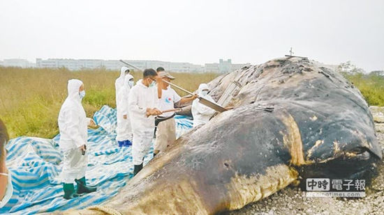 Fishing nets and plastic bags fill the whale's stomach.(Photo/Chinatimes.com) Fishing nets and plastic bags fill the whale's stomach.(Photo/Chinatimes.com)