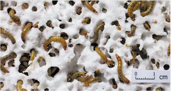 Picture shows the worms are eating plastics (Photo provided by Professor Yang Jun) Picture shows the worms are eating plastics (Photo provided by Professor Yang Jun)
