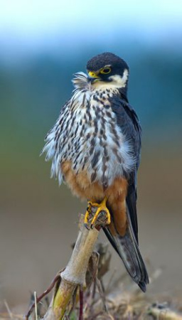 File photo of Eurasian hobby (Falco subbuteo). File photo of Eurasian hobby (Falco subbuteo).