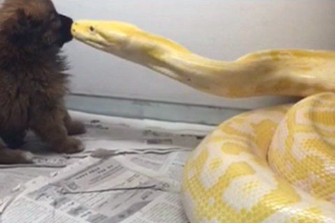 A video clip shows a Burmese python is going to devour a pet poodle. (Photo: Beijing News/screenshot) A video clip shows a Burmese python is going to devour a pet poodle. (Photo: Beijing News/screenshot)