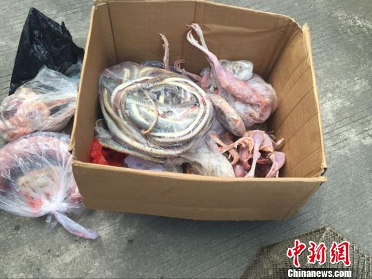 A batch of wild animals and birds – nearly 9 kilograms of snakes, seven tortoises, seven pheasants and two partridges -- are seized during a police raid on a restaurant, April 20, 2016. (Photo/Chinanews.com) A batch of wild animals and birds – nearly 9 kilograms of snakes, seven tortoises, seven pheasants and two partridges -- are seized during a police raid on a restaurant, April 20, 2016. (Photo/Chinanews.com)