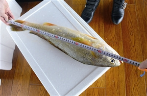 A large wild yellow croaker that measures 60 centimeters long and 16 centimeters wide is auctioned at 29,800 yuan. (Photo/jinbaonet.com) A large wild yellow croaker that measures 60 centimeters long and 16 centimeters wide is auctioned at 29,800 yuan. (Photo/jinbaonet.com)