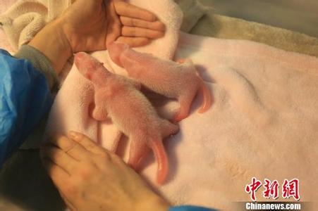 Giant panda Maomao, the model for Jingjing, the mascot of the 2008 Beijing Olympics, gives birth to female twins on Tuesday morning at the Chengdu Research Base of Giant Panda Breeding. (Photo/Chinanews.com) Giant panda Maomao, the model for Jingjing, the mascot of the 2008 Beijing Olympics, gives birth to female twins on Tuesday morning at the Chengdu Research Base of Giant Panda Breeding. (Photo/Chinanews.com)