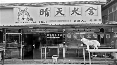 A dog store in Liyuan Dog Market in Beijing's Tongzhou District is empty. (Photo/Beijing Youth Daily) A dog store in Liyuan Dog Market in Beijing's Tongzhou District is empty. (Photo/Beijing Youth Daily)