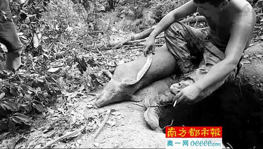 A video clip shows a man slays a wild boar. (Photo/Southern Metropolis Daily) A video clip shows a man slays a wild boar. (Photo/Southern Metropolis Daily)