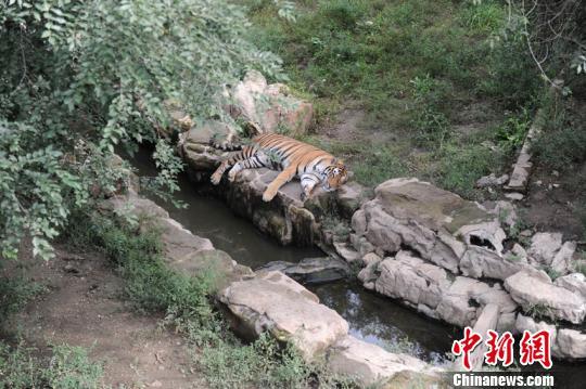 A tiger rests at Changchun Botanical and Zoological Garden in northeast China's Jilin Province. (Photo/China News Service) A tiger rests at Changchun Botanical and Zoological Garden in northeast China's Jilin Province. (Photo/China News Service)