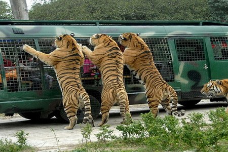 Tigers look into the tourist coach in the Beijing Badaling Safari World. (File photo) Tigers look into the tourist coach in the Beijing Badaling Safari World. (File photo)