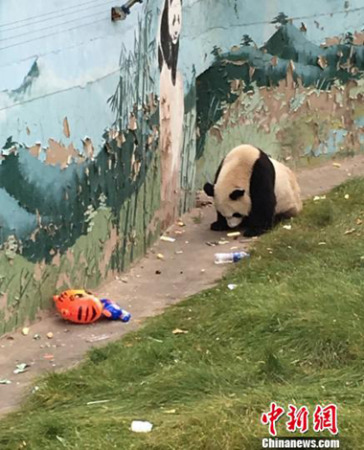 A giant panda at Taiyuan Zoo eats garbage thrown away by tourists. (Photo/Chinanews.com) A giant panda at Taiyuan Zoo eats garbage thrown away by tourists. (Photo/Chinanews.com)