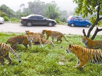 Self-driving tourists enter the wildlife animals' living area at Badaling Safari Park. (Photo provided by Badaling Safari Park) Self-driving tourists enter the wildlife animals' living area at Badaling Safari Park. (Photo provided by Badaling Safari Park)