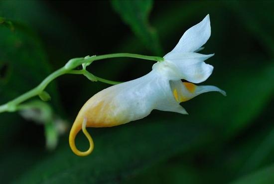 Crayfish impatiens has been rediscovered in a national forest park in Shuangpai County, Hunan Province. (File photo) Crayfish impatiens has been rediscovered in a national forest park in Shuangpai County, Hunan Province. (File photo)
