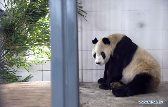 Photo taken on Dec. 21, 2015 shows Pan Pan at the Dujiangyan base of the China Conservation and Research Center for Giant Panda in southwest China's Sichuan Province.  (File photo: Xinhua/Xue Yubin)