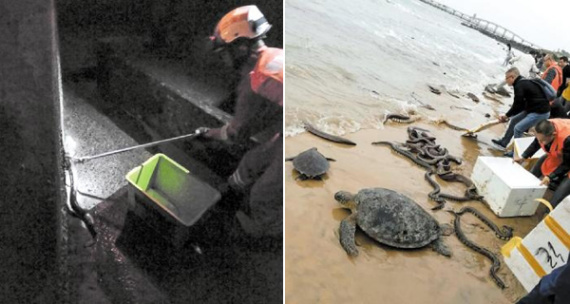 This combo photo shows a firefighter captures a freed snake at night (L), and people release snakes, turtles and other captive animals by the seaside. (Photo/caijing.com.cn) This combo photo shows a firefighter captures a freed snake at night (L), and people release snakes, turtles and other captive animals by the seaside. (Photo/caijing.com.cn)