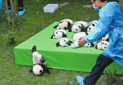 A baby panda falls face-first off a stage during an event. (Photo/West China Metropolis Daily) A baby panda falls face-first off a stage during an event. (Photo/West China Metropolis Daily)