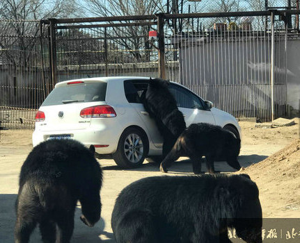 Black bears besiege a car at Badaling Safari World in Beijing on Feb. 26, 2017. (Photo/Beijing Youth Daily) Black bears besiege a car at Badaling Safari World in Beijing on Feb. 26, 2017. (Photo/Beijing Youth Daily)