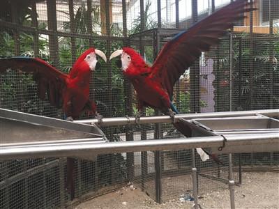 Scarlet macaws in an exposition park. (Photo/Beijing News) Scarlet macaws in an exposition park. (Photo/Beijing News)