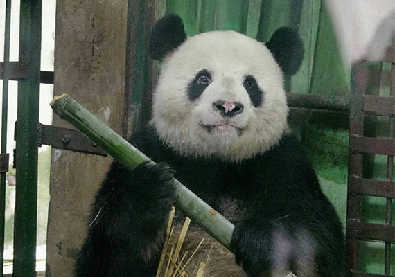 Padan Weiwei was found to have white patches on his nose. (Photo/Huaxi Metropolis Daily) Padan Weiwei was found to have white patches on his nose. (Photo/Huaxi Metropolis Daily)