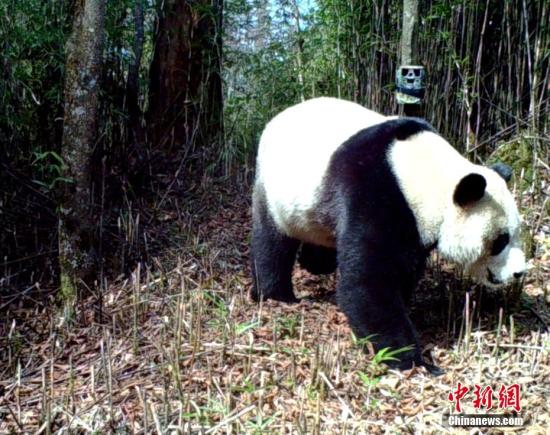 An image captured by an infrared camera shows a wild panda in a forest. (File photo: China News Service/Zhong Xin) An image captured by an infrared camera shows a wild panda in a forest. (File photo: China News Service/Zhong Xin)