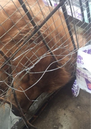 A golden retriever was found dead after it arrived from Shenzhen at Wuhan airport on June 11. (Photo/ hxnews.com) A golden retriever was found dead after it arrived from Shenzhen at Wuhan airport on June 11. (Photo/ hxnews.com)