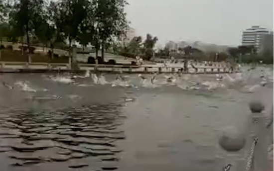 A video clip shows a large number of fish jump on the surface of a lake in Jiaozuo City, Henan province. (Photo/Video Screenshot) A video clip shows a large number of fish jump on the surface of a lake in Jiaozuo City, Henan province. (Photo/Video Screenshot)