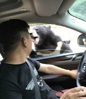 A black bear scrabbles on a private car in the Badaling Safari Park, August 18, 2017. (Photo/Screenshot from Weibo) A black bear scrabbles on a private car in the Badaling Safari Park, August 18, 2017. (Photo/Screenshot from Weibo)