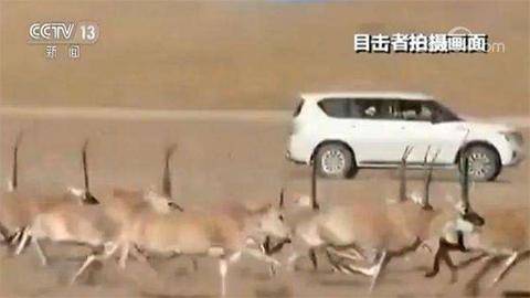 People driving a car chase Tibetan antelopes at a national nature reserve in Southwest China's Tibet Autonomous Region, Oct. 4, 2017. (Photo/Video screenshot from CCTV) People driving a car chase Tibetan antelopes at a national nature reserve in Southwest China's Tibet Autonomous Region, Oct. 4, 2017. (Photo/Video screenshot from CCTV)