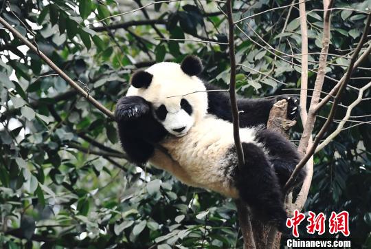 (File Photo/China News Service)