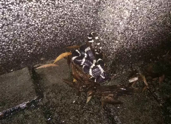 University turns venomous snake into specimen 