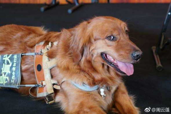 Blind Chinese singer Zhou Yunpeng's guide dog. (Photo/Zhou Yunpeng's Weibo account) Blind Chinese singer Zhou Yunpeng's guide dog. (Photo/Zhou Yunpeng's Weibo account)